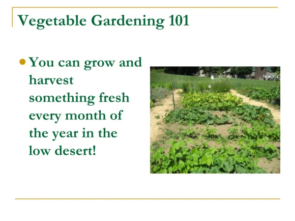 Vegetable Gardening 101