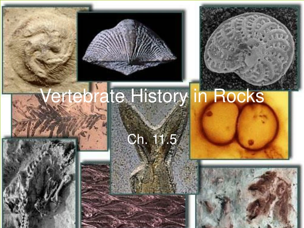 vertebrate history in rocks