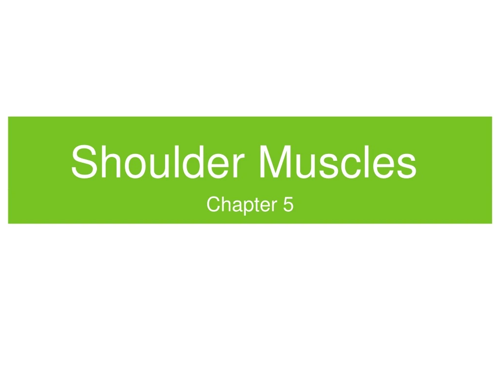 shoulder muscles