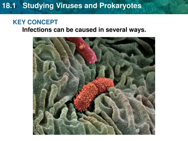 KEY CONCEPT Infections can be caused in several ways.