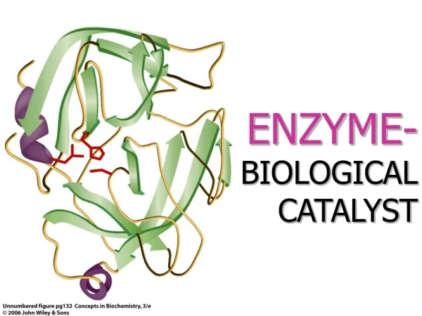 ENZYME- BIOLOGICAL  CATALYST