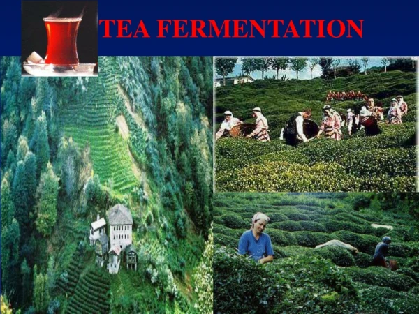 TEA FERMENTATION