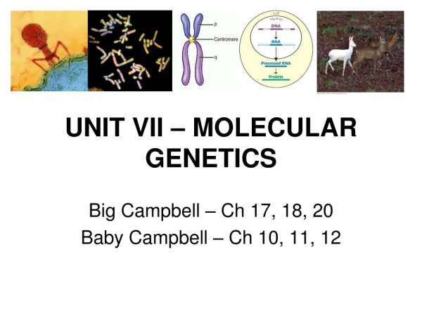 UNIT VII – MOLECULAR GENETICS