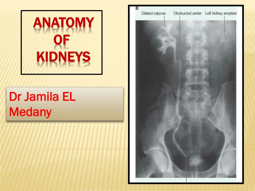 anatomy of kidneys