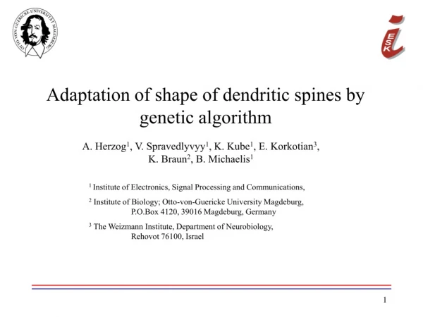 Adaptation of shape of dendritic spines by  genetic algorithm