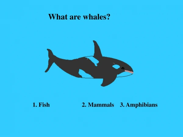 What are whales?