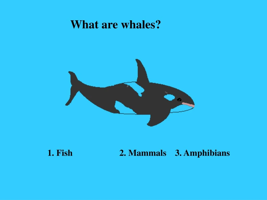 what are whales