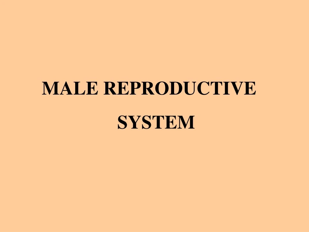 male reproductive system