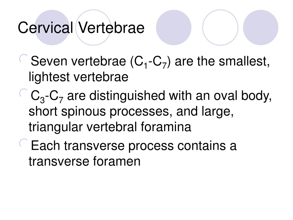 cervical vertebrae