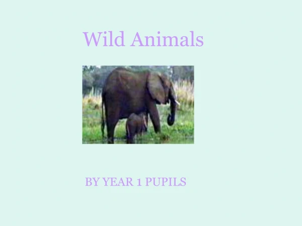 Wild Animals