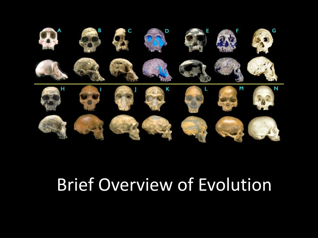 brief overview of evolution