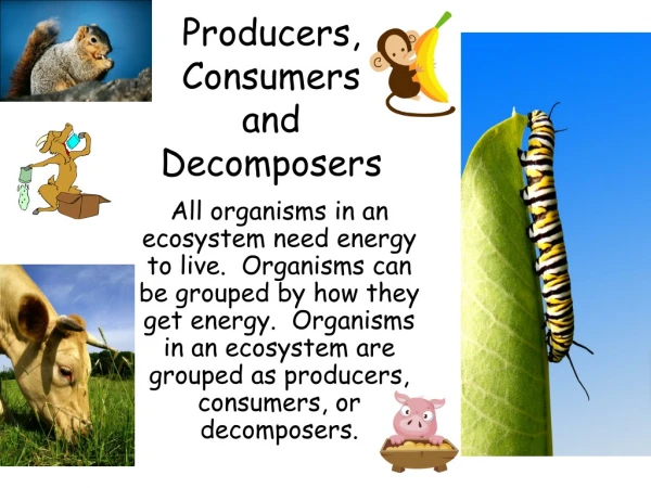 Producers, Consumers and Decomposers