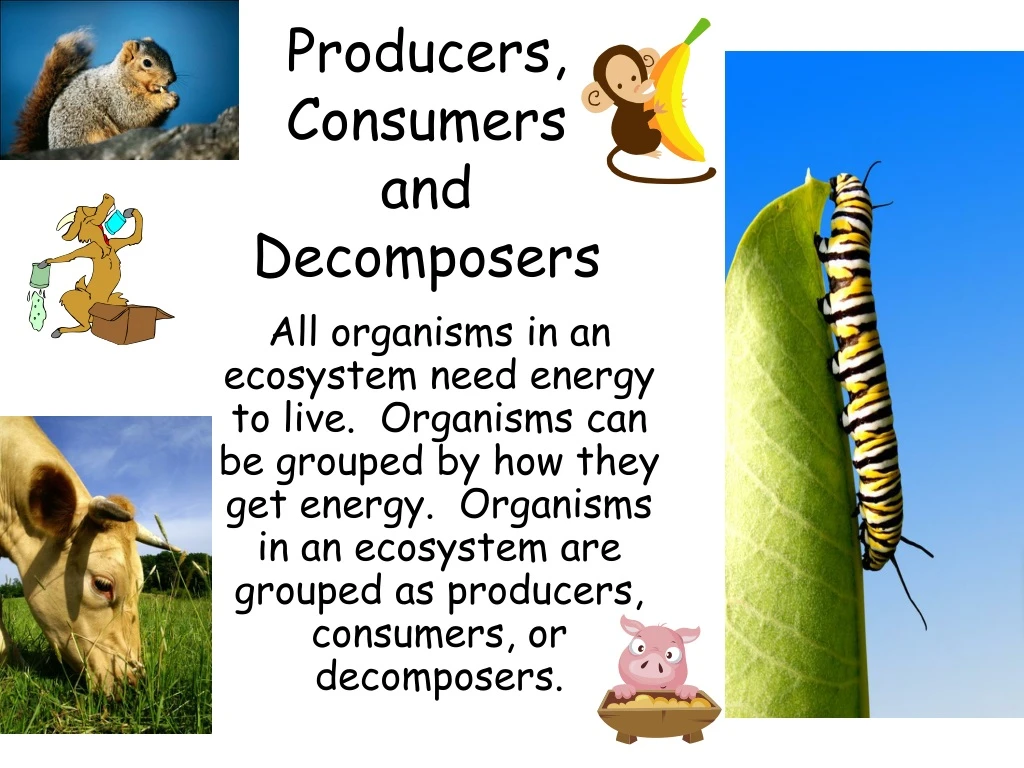 producers consumers and decomposers