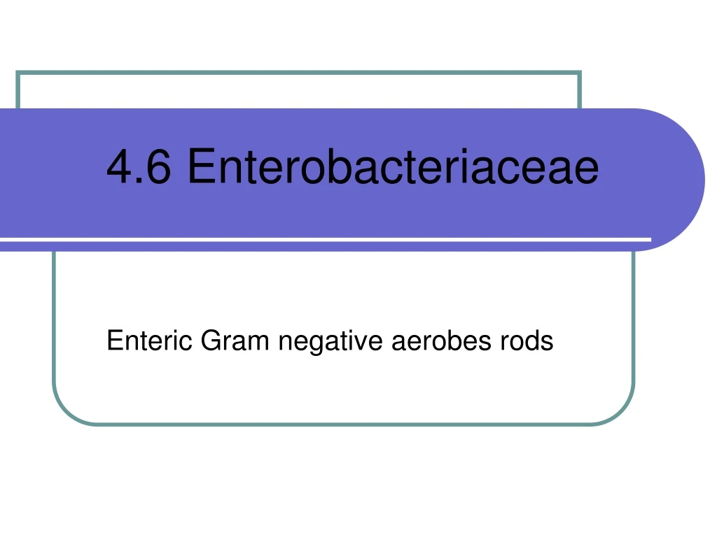 4 6 enterobacteriaceae