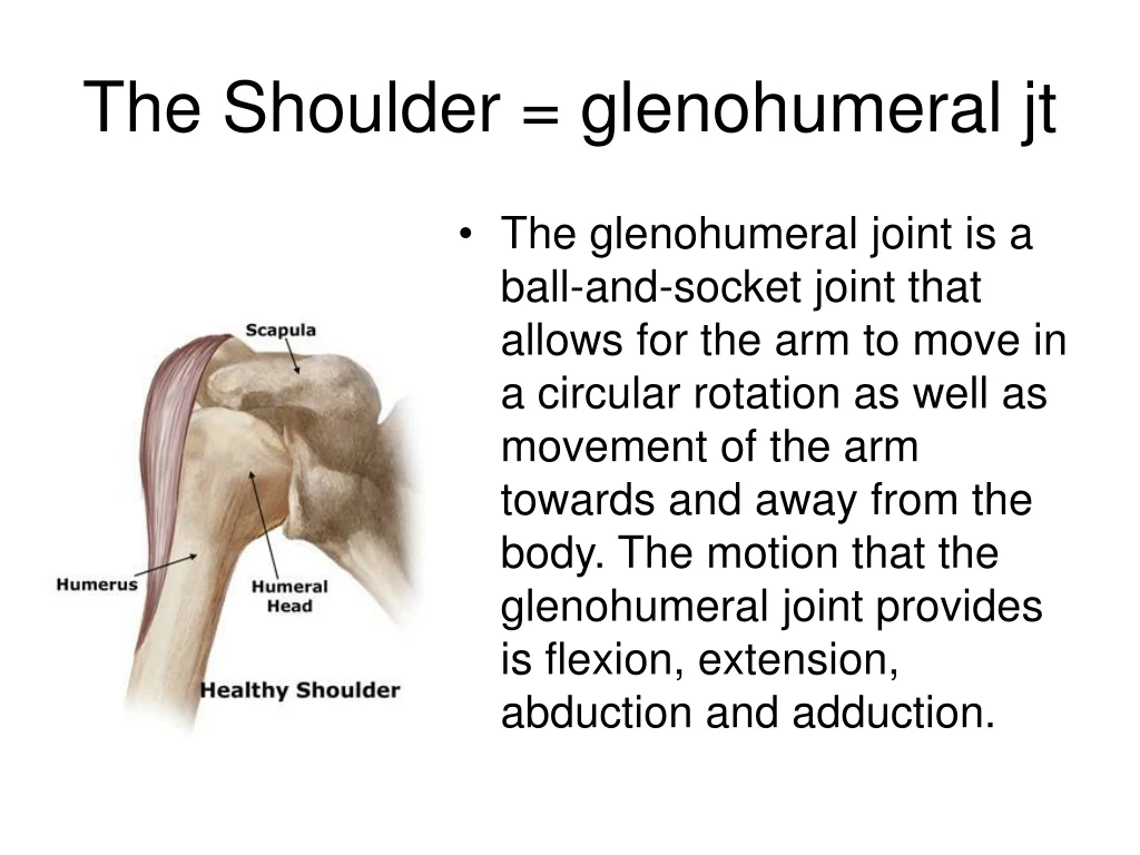 the shoulder glenohumeral jt
