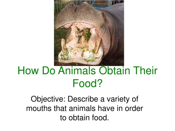 How Do Animals Obtain Their Food?