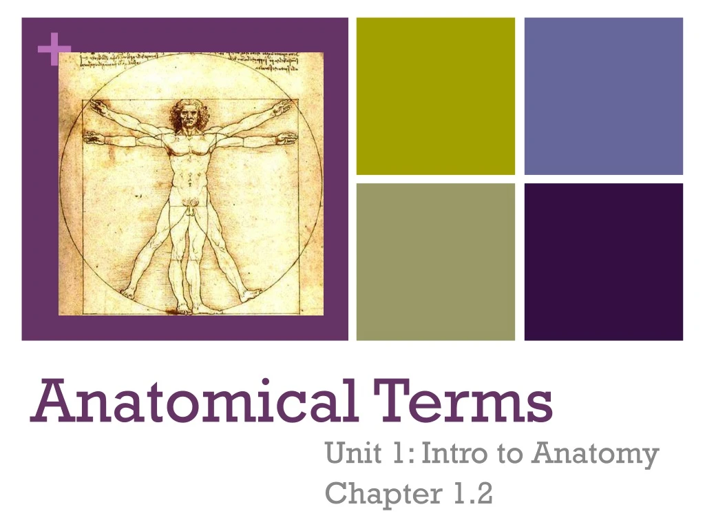 anatomical terms