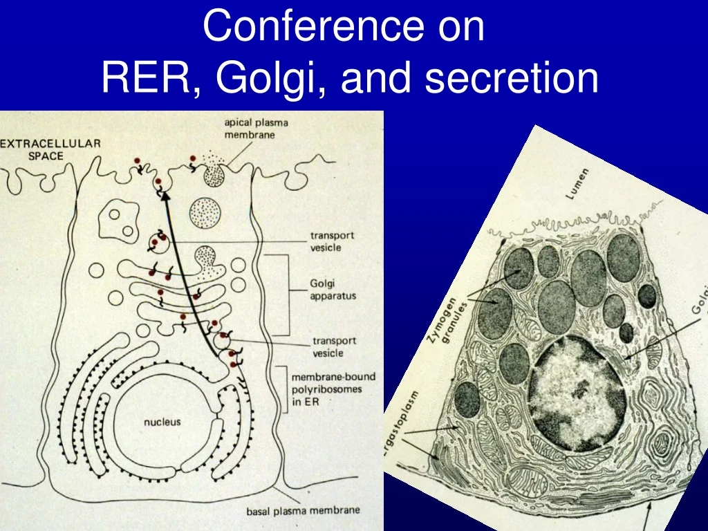 conference on rer golgi and secretion