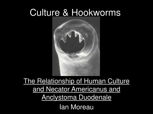 Culture &amp; Hookworms