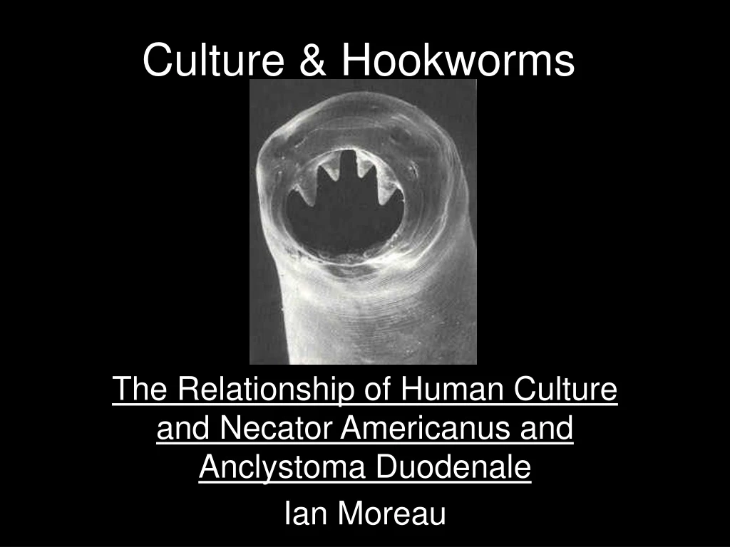 culture hookworms