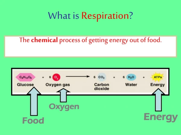 What is  Respiration ?