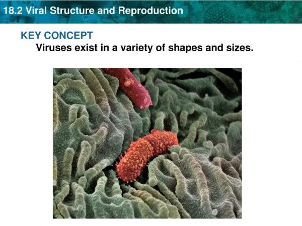 KEY CONCEPT  Viruses exist in a variety of shapes and sizes.