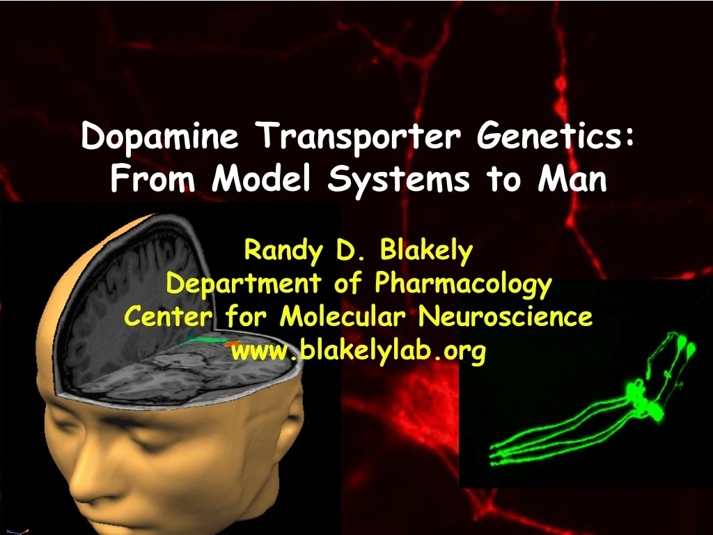 dopamine transporter genetics from model systems
