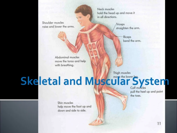 Skeletal and Muscular System