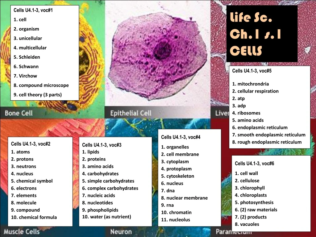 cells u4 1 3 voc 1 1 cell 2 organism