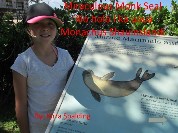 Miraculous Monk Seal   ‘ilio holo I ka uaua    Monachus Shauinslandi