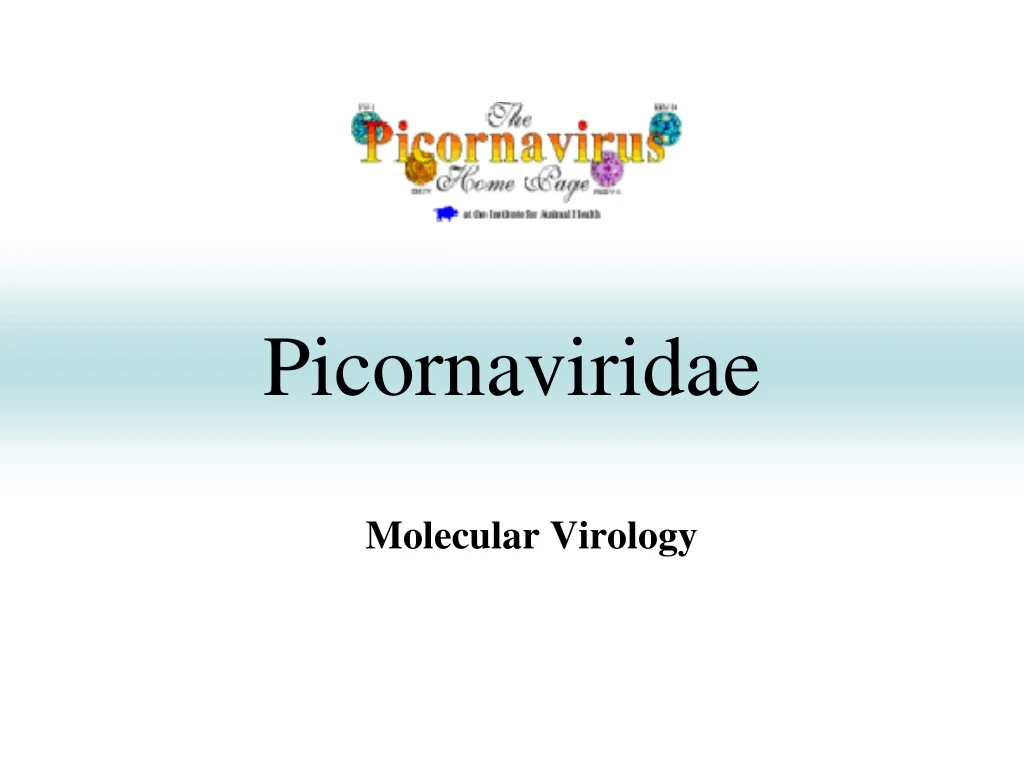 picornaviridae