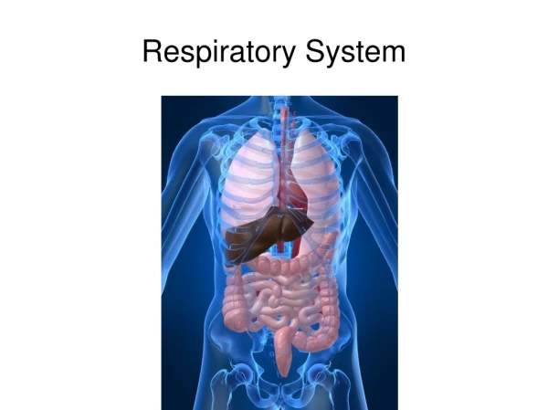 Respiratory System