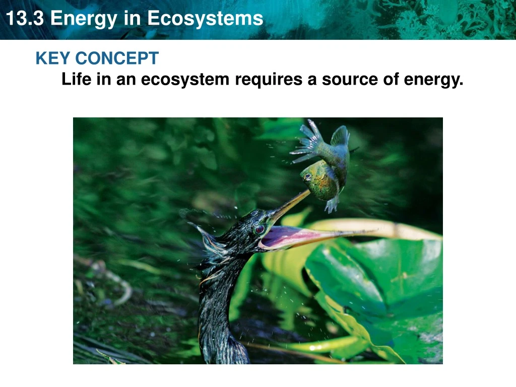 key concept life in an ecosystem requires