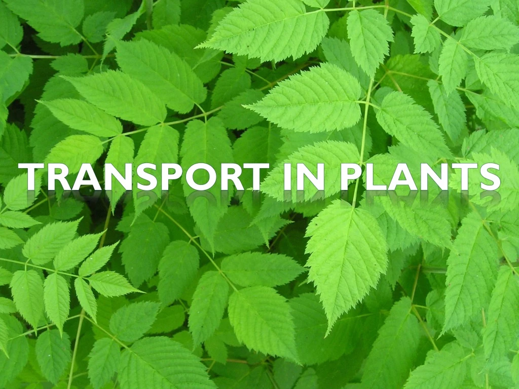 PPT - Transport In Plants PowerPoint Presentation, Free Download - ID ...