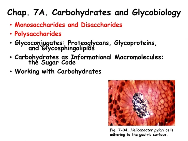 Chap. 7A. Carbohydrates and Glycobiology