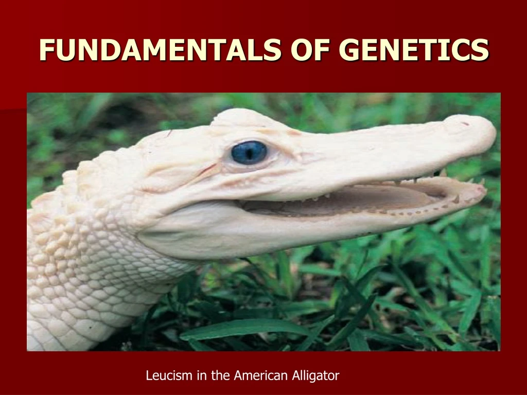 fundamentals of genetics