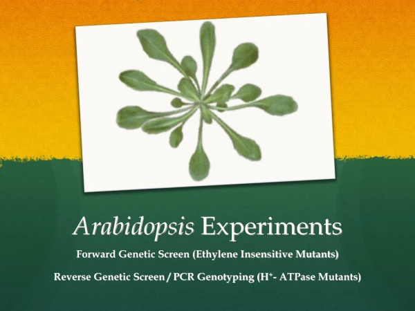 Arabidopsis  Experiments