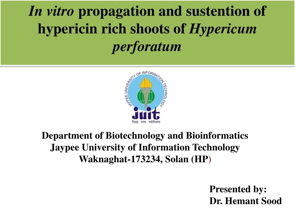in vitro propagation and sustention of hypericin