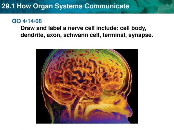 KEY CONCEPT  How do the organ systems communicate? 	By the Nervous System and Endocrine System
