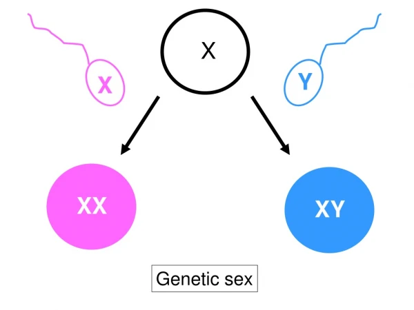 Genetic sex