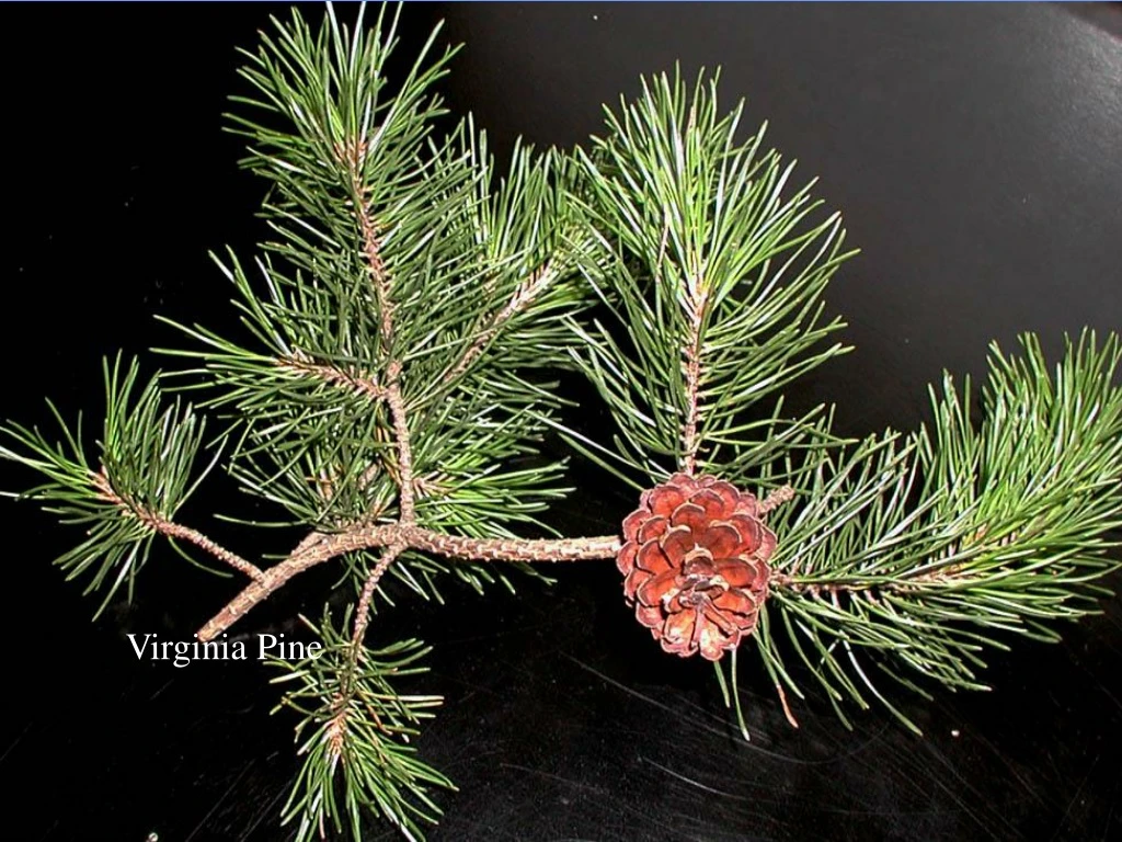 virginia pine