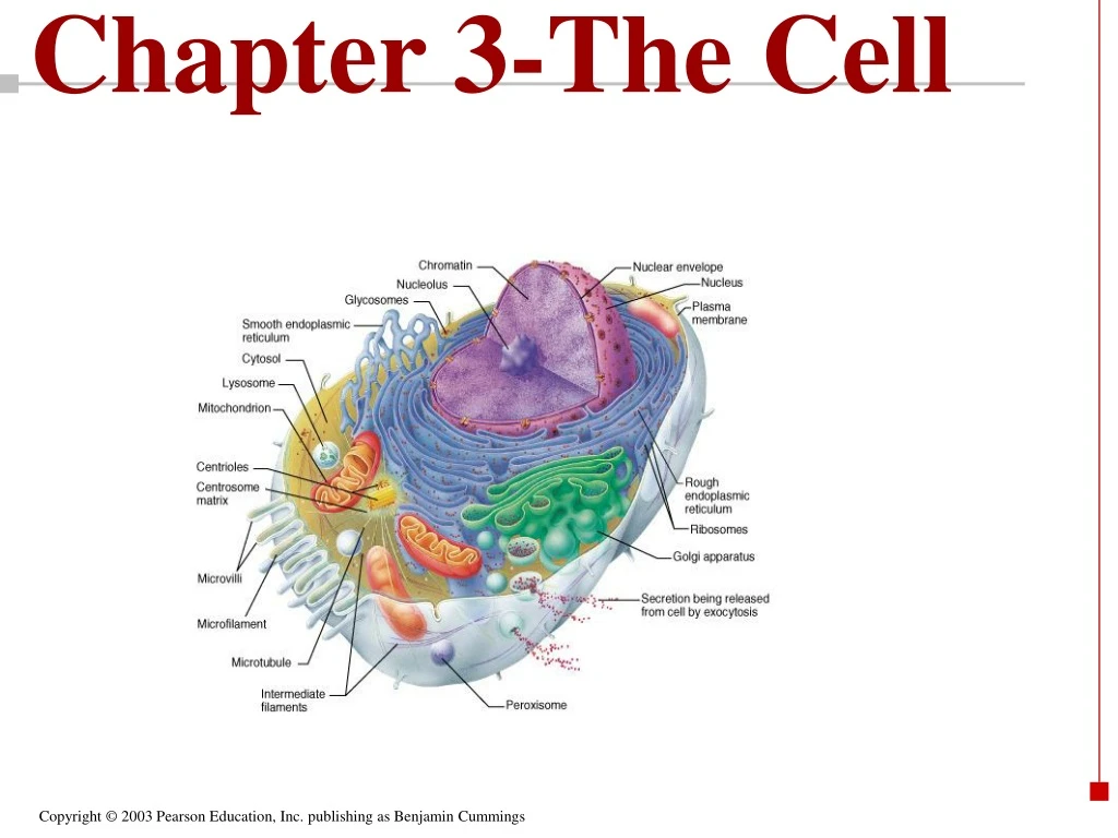 chapter 3 the cell