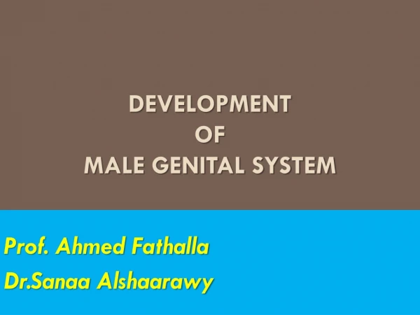 Development  of  male genital system
