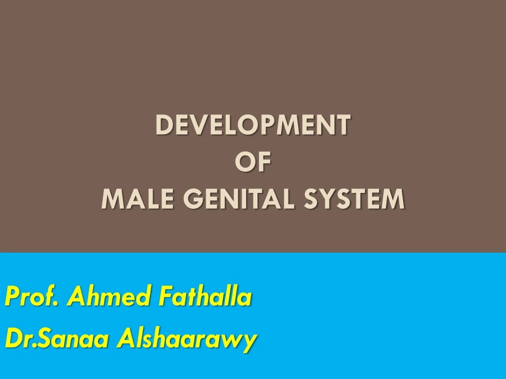 development of male genital system