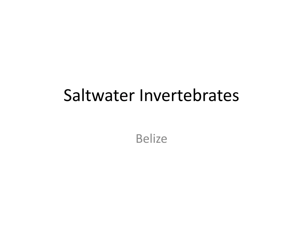saltwater invertebrates