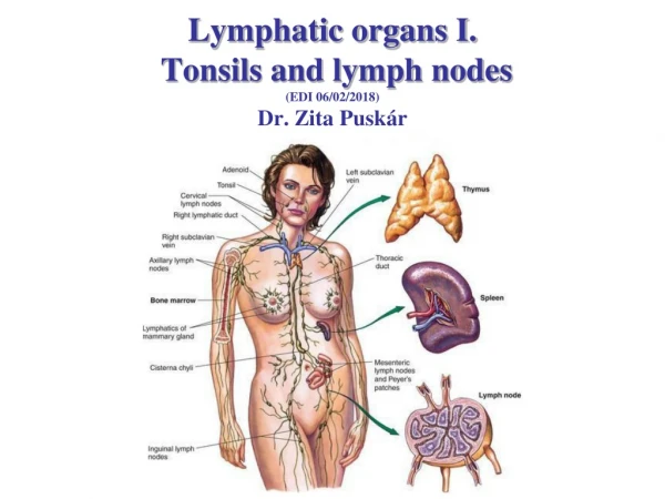 Lymphatic organs I.  Tonsils and lymph nodes (EDI 06/02/2018 ) Dr. Zita  Puskár