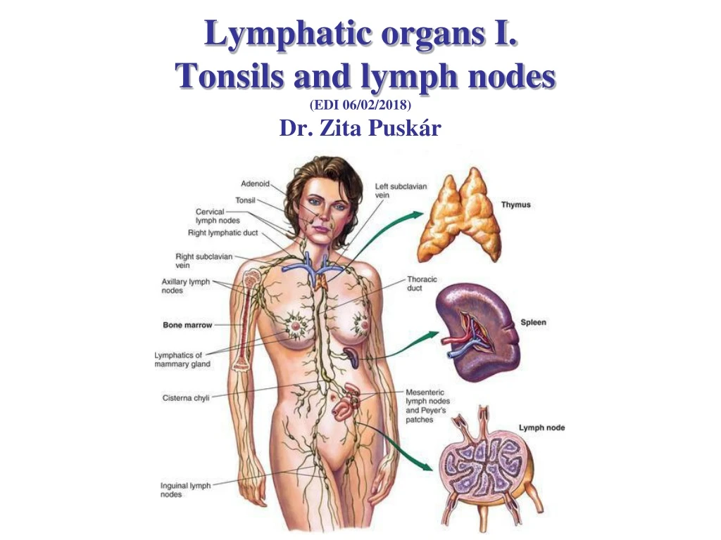 lymphatic organs i tonsils and lymph nodes edi 06 02 2018 dr zita pusk r