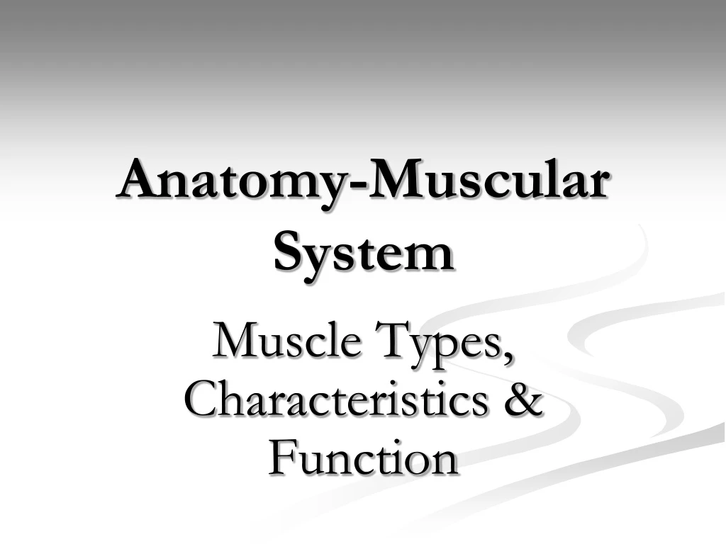 anatomy muscular system