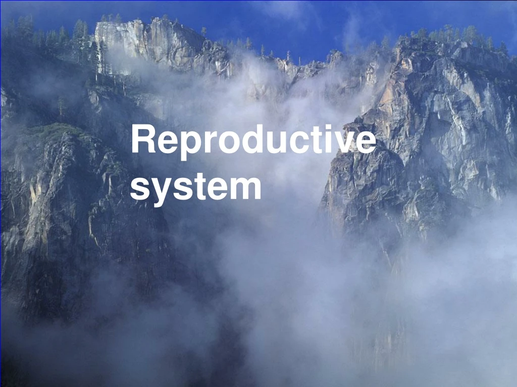 reproductive system