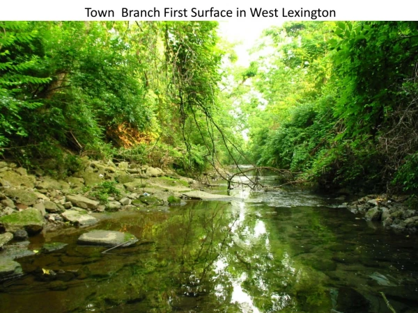 Town  Branch First Surface in West Lexington